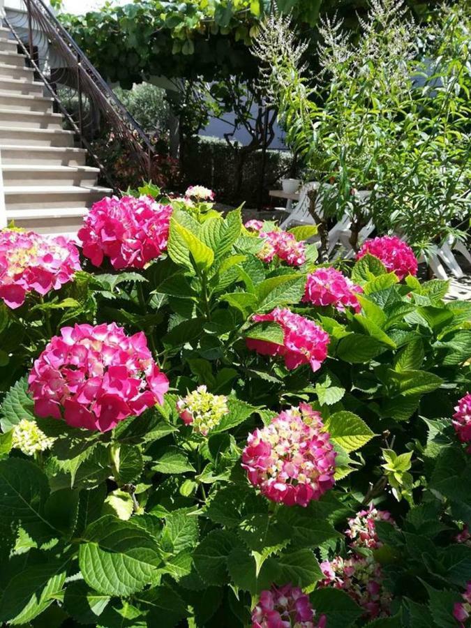 Rita Kiwi * Novigrad Istria